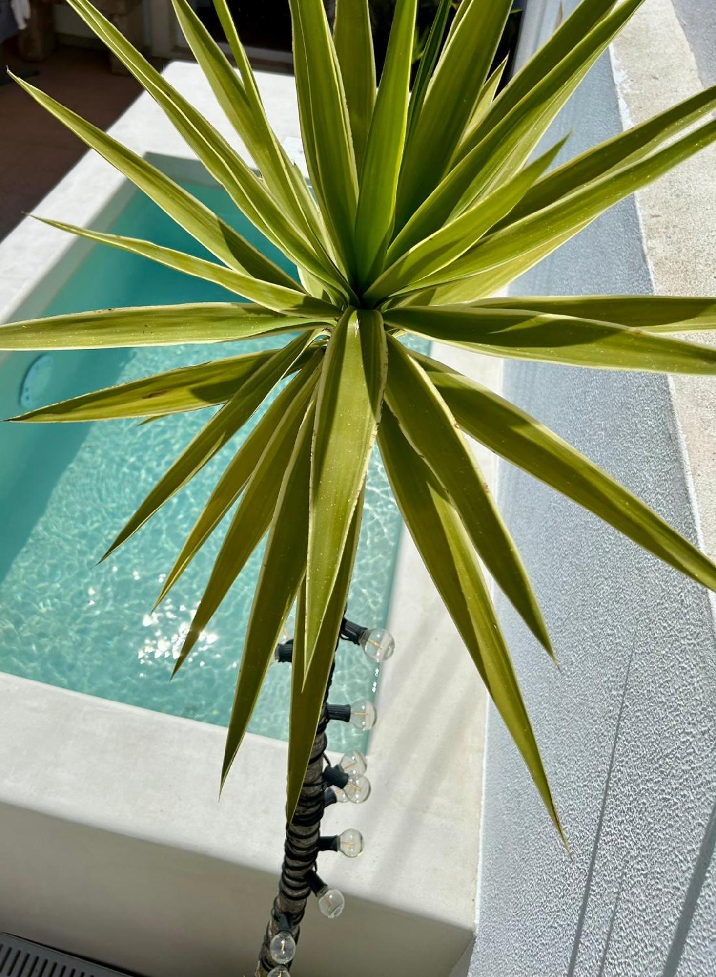 Palmeirinha Guest House سينترا المظهر الخارجي الصورة